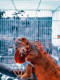 Butterfly in cage at zoo