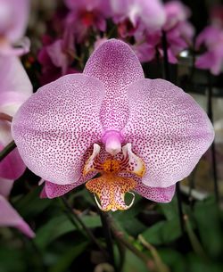 Close-up of pink orchid blooming outdoors