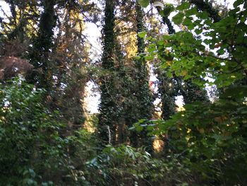 Low angle view of trees in forest