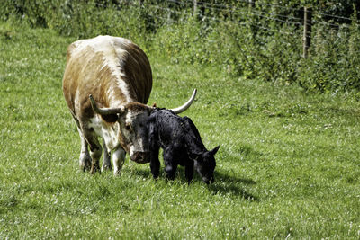 Goats on grassy field