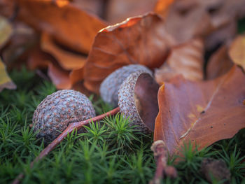 Oak acorn caps and autumn leaves on the ground in moss