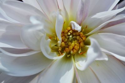 Macro shot of white flower head