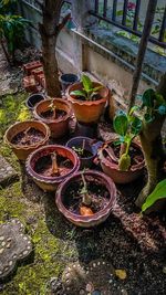 High angle view of potted plants in greenhouse