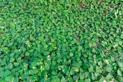 Full frame shot of green leaves floating on field