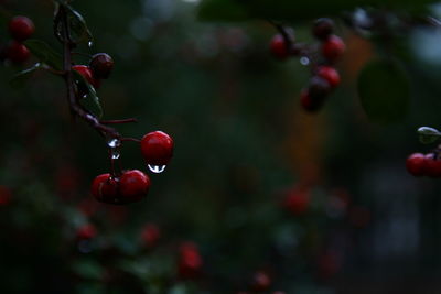 Close-up of red berries growing on tree