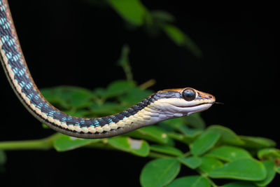 Close-up of a lizard on leaf