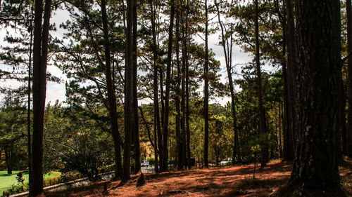 Trees in forest