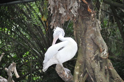 Bird perching on tree in forest