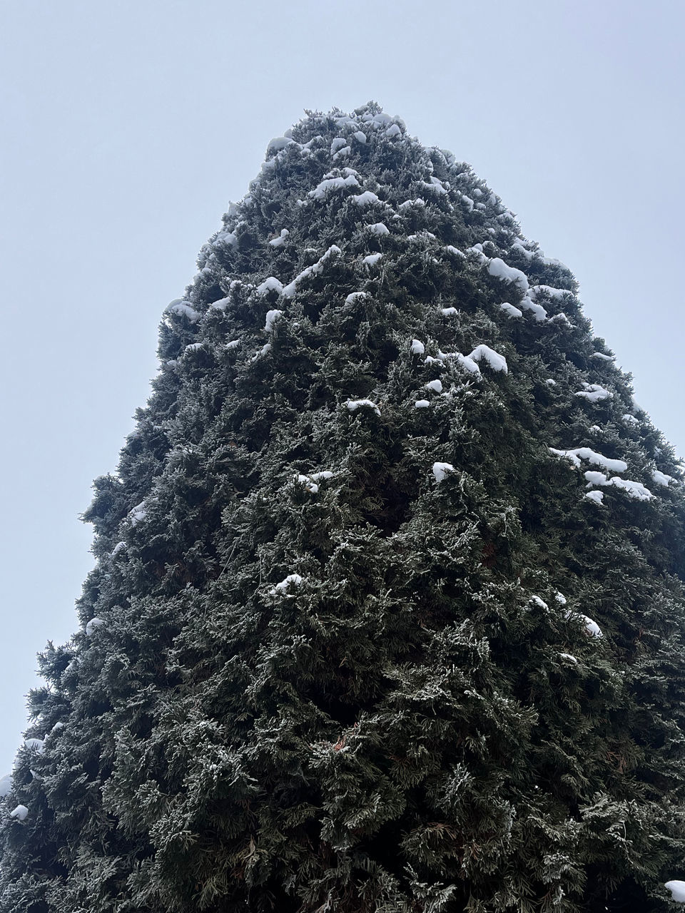 tree, plant, snow, sky, nature, low angle view, no people, spruce, mountain, day, winter, cold temperature, coniferous tree, beauty in nature, pinaceae, outdoors, rock, pine tree, clear sky, growth, fir, scenics - nature, tranquility, non-urban scene, land