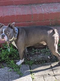 Portrait of dog standing outdoors