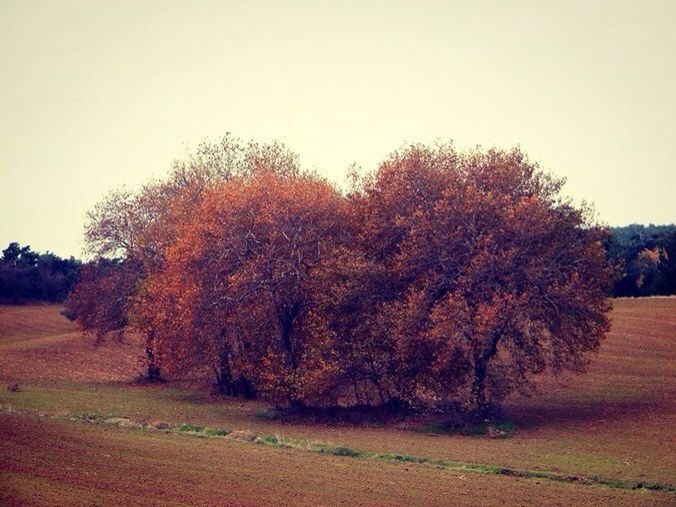 tree, clear sky, tranquility, tranquil scene, autumn, landscape, beauty in nature, nature, scenics, field, growth, change, road, copy space, season, orange color, non-urban scene, outdoors, no people, sky