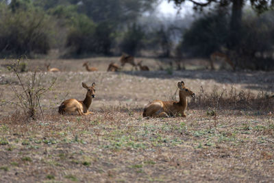 Deer on field