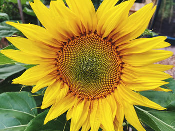 Close-up of yellow sunflower