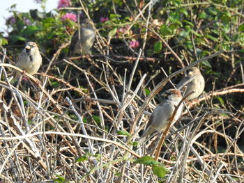 Close-up of bird perching on a field