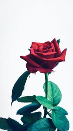 Close-up of red rose against white background