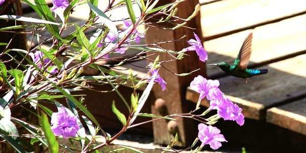 Close-up of purple flowers