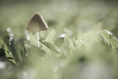 Mushrooms in the grass