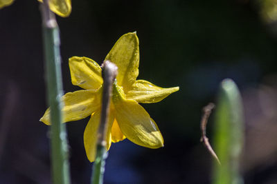 Close-up of yellow flowering plant