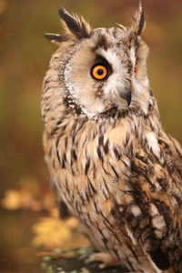 Close-up of owl perching on tree