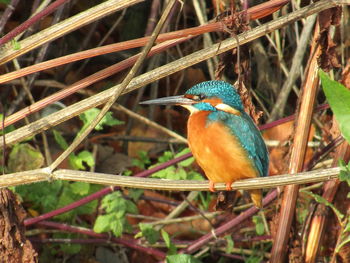 Close-up of bird perching on leaf