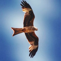 Low angle view of birds flying against clear blue sky