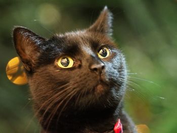 Close-up portrait of cat