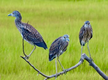 Three amigos night herons