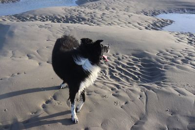 High angle view of dog running on beach