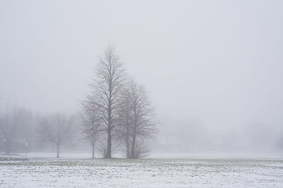 Bare tree on snow covered landscape against clear sky