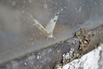 Close-up of insect on water