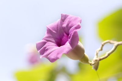 Close-up of pink rose flower