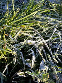 Close-up of plant