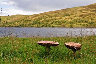 Scenic view of field by lake against sky