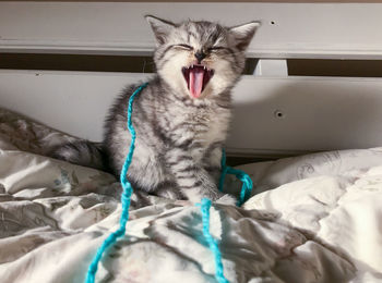 Close-up of cat lying on bed at home