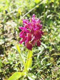 Close-up of pink flowers blooming outdoors
