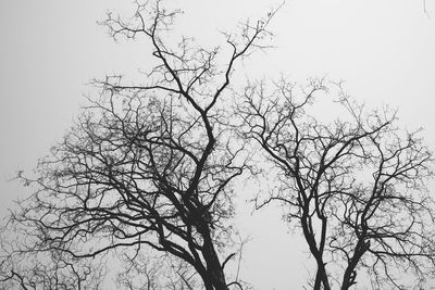 Low angle view of silhouette bare tree against clear sky
