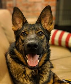 Close-up portrait of black dog at home