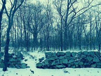 View of bare trees in winter