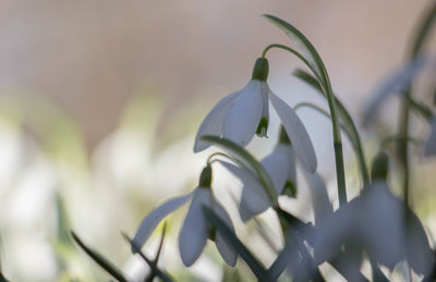 Close-up of white flowering plants