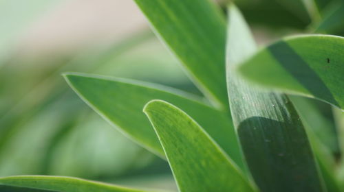 Close-up of fresh green leaves