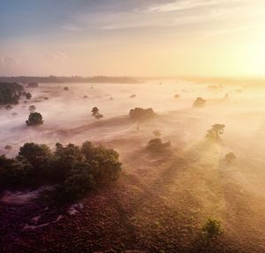 Blooming heather fields heide in the netherlands