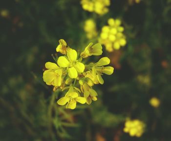 Close-up of yellow flowering plant on field