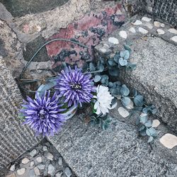 High angle view of purple flowering plants