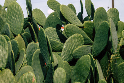 Close-up of succulent plants