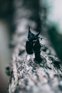 Close-up of insect on wood