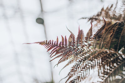 Close-up of frozen plant during winter