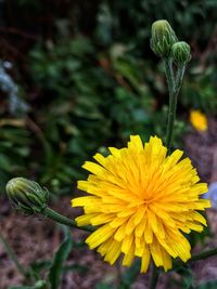 Close-up of yellow flowering plant