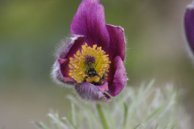 Close-up of bee on pink flower