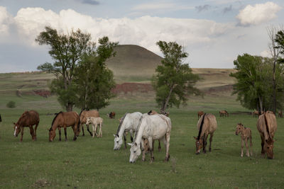 Horses grazing in a field