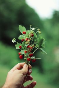 Close-up of hand holding flowering plant